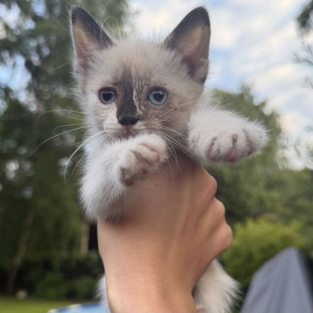 Котёнок в добрые руки