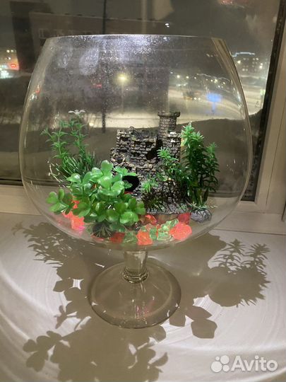 Аквариум рюмка