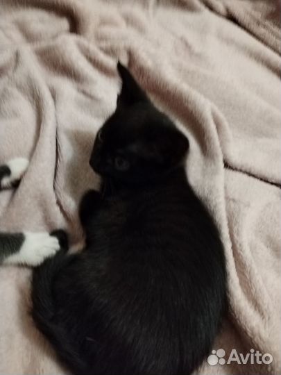 Котята отдам