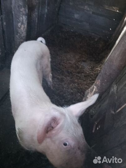 Поросята породы ландрас, на доращивание