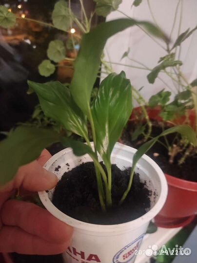 Спатифиллум женское счастье отросток