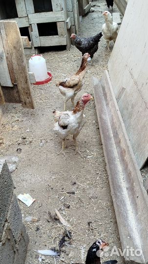 Бойцовая кура