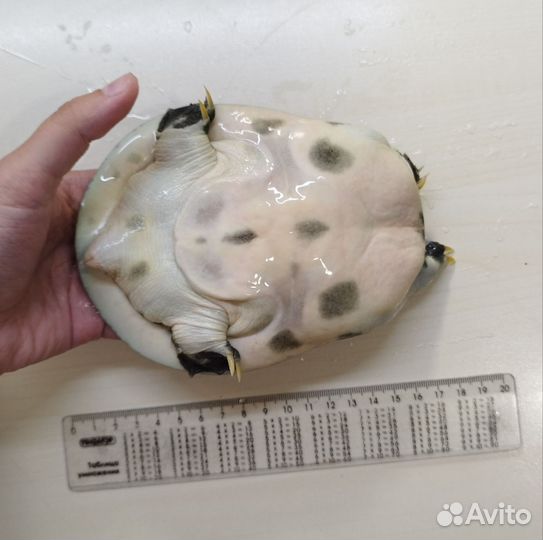 Черепаха водная