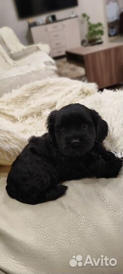 Американский кокер спаниель