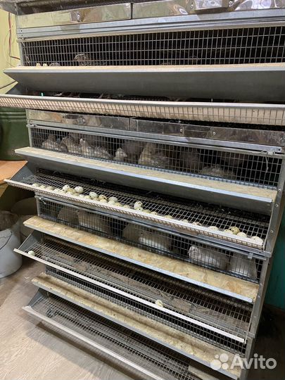 Яйца перепелиные