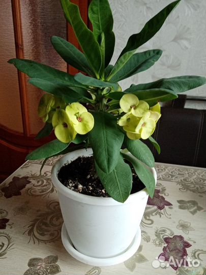 Молочай миля