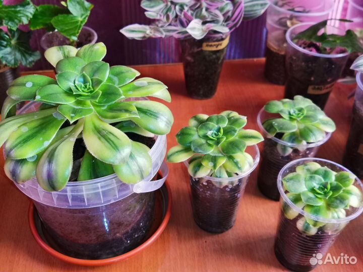 Эониум Флоресенс