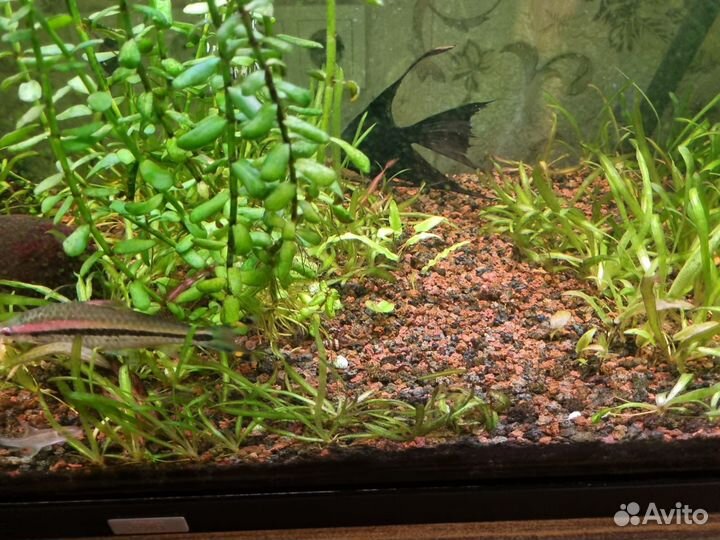 Аквариум с рыбками