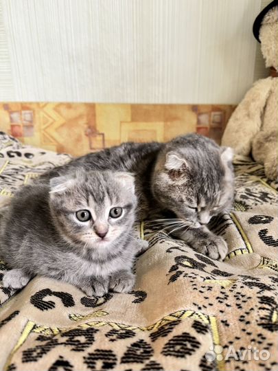 Котята отдам бесплатно