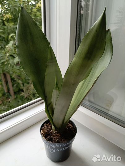 Сансевиерия муншайн
