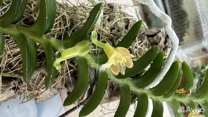 Орхидея Pelantheria ctenoglossum