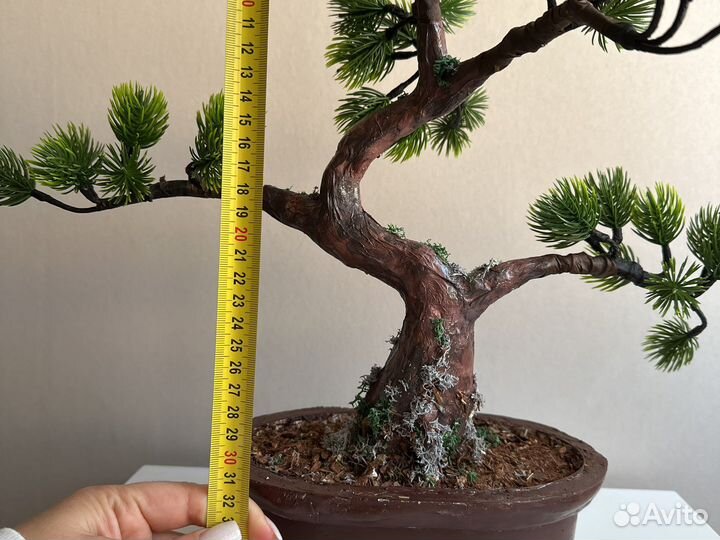 Бонсай сосна иск 32 см