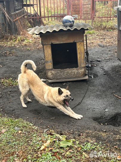 Отдам собаку в добрые руки