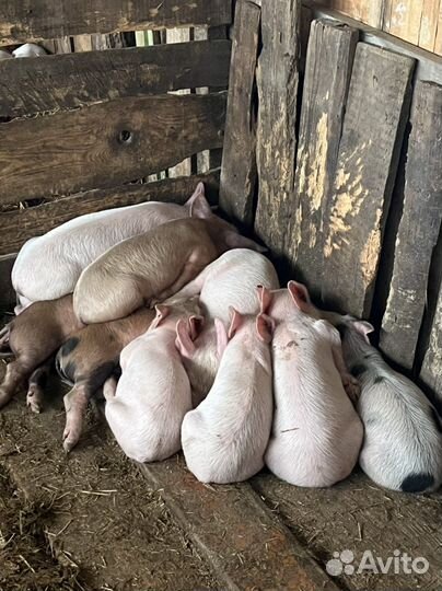 Поросенок ландрас