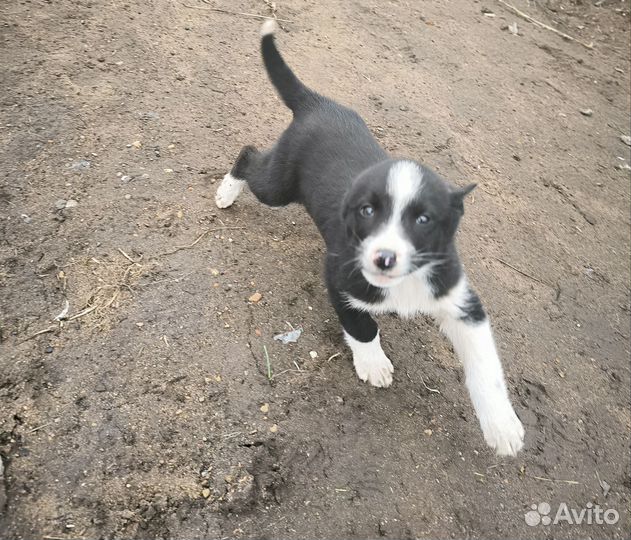 В добрые руки щенки хаски