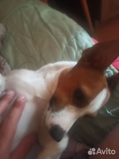 Джек рассел