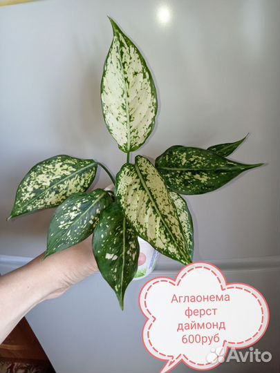 Комнатные растения разные