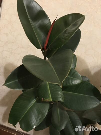 Цветы домашние в горшках