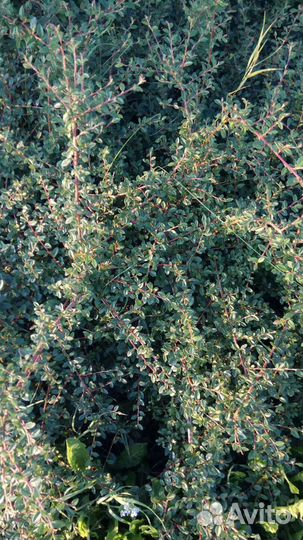 Кизильник гортзонтальный