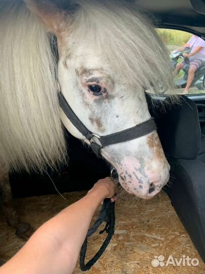 Аппалуза пони