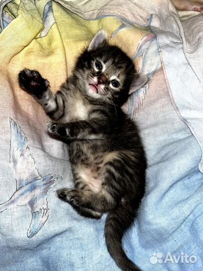 Котёнок