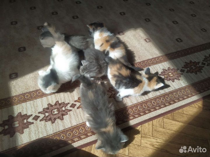Котята в добрые руки