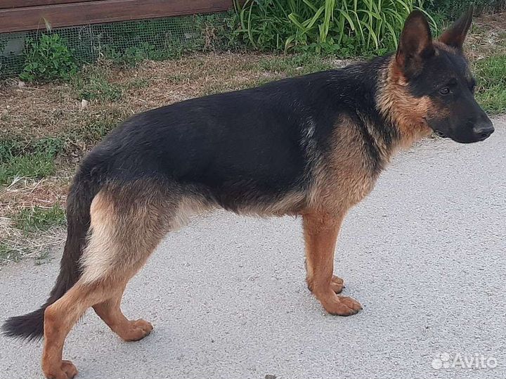 Вязка. Немецкая овчарка