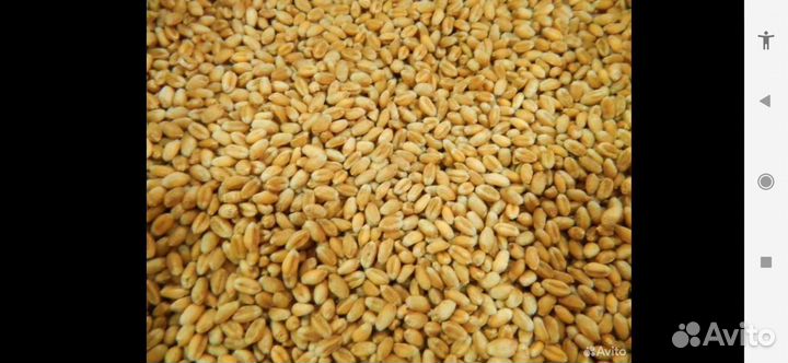 Зерно, пшеница