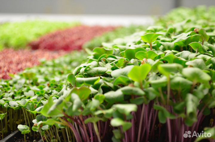 Семена для микрозелени