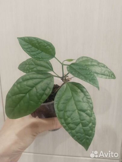 Клеродендрум томпсона