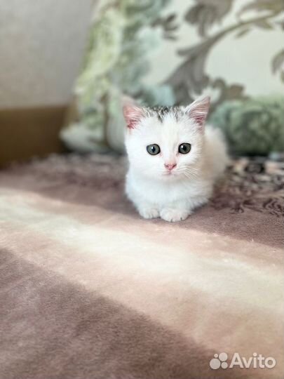 Ищет дом малышка