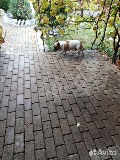 Вязка собак