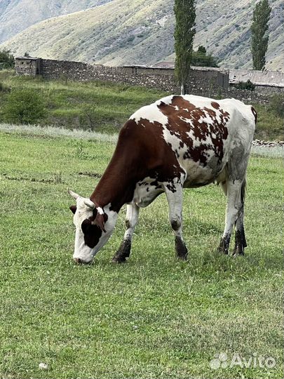 Продаются коровы айширской породы. Всего7 голов