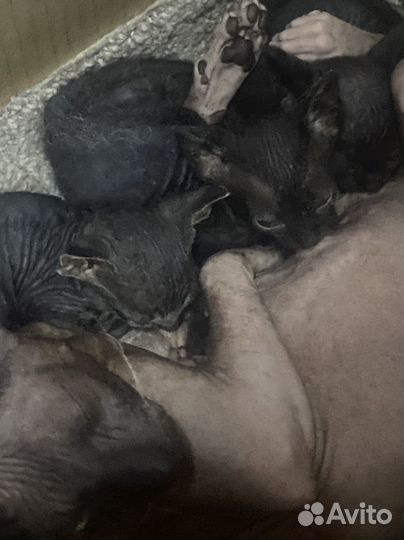 Донской сфинкс браш