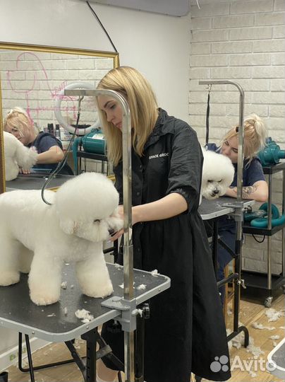 Курсы груминга (стрижка собак)