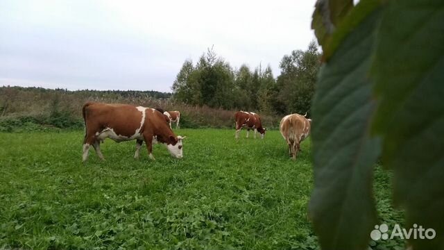 Ферма коровы объявление продам