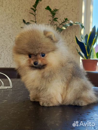 Шпицы мишки