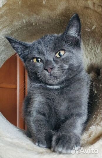 Невозможной красоты котенок нибелунг ищет дом