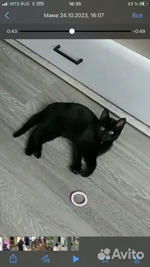 Черный котенок мальчик
