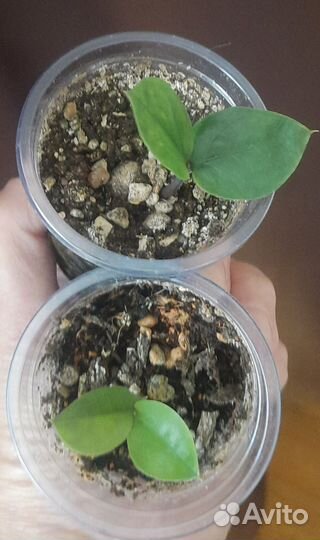 Замиокулькас