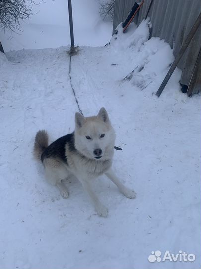 Хаски в добрые руки