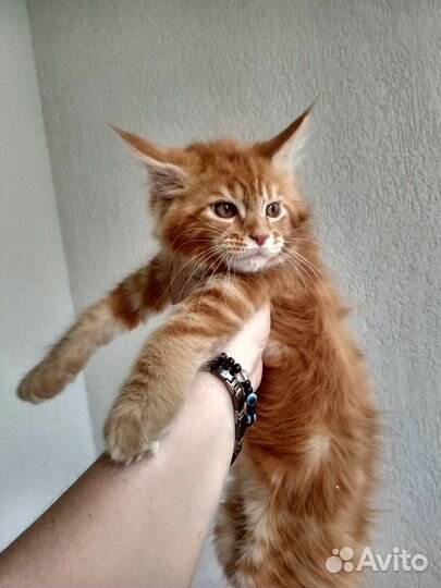 Котята мейн-кун