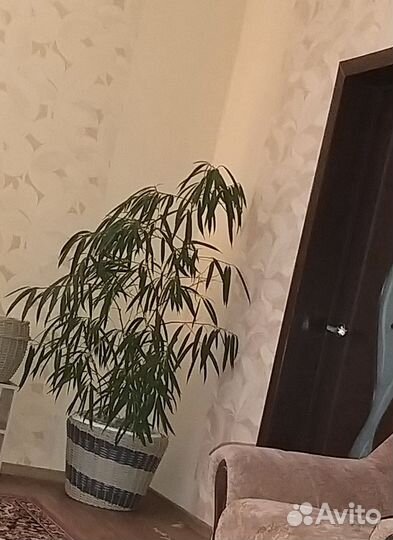 Фикус али (Биннендийка)