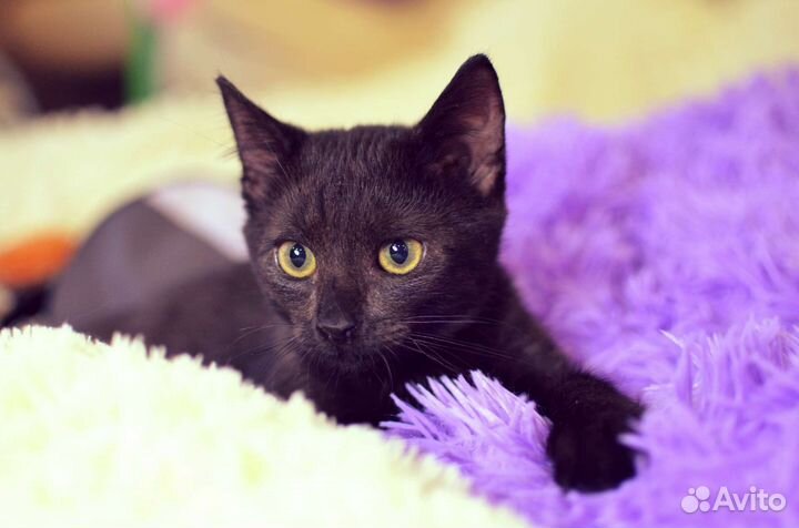 Котята в добрые руки бесплатно