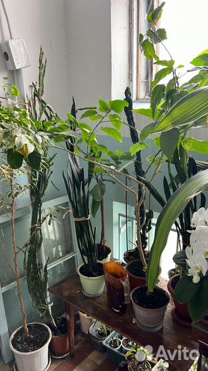 Домашние цветы