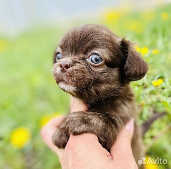 Чихуахуа мини Девочки