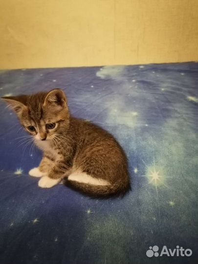 Котята короткошерстные