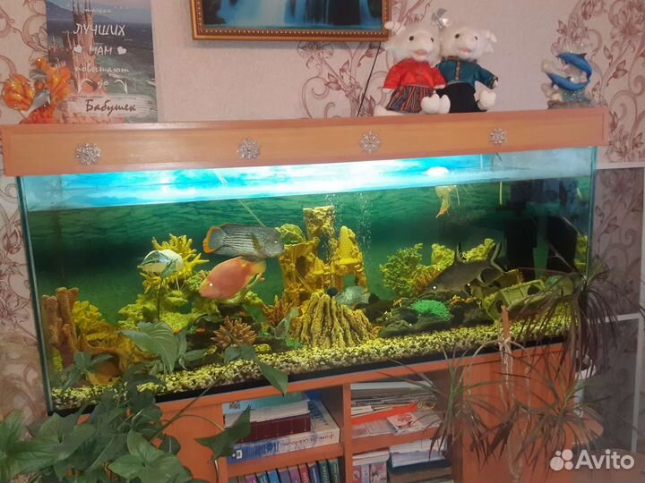 Готовый аквариум