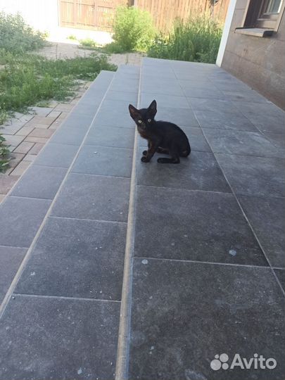 Котик в добрые руки