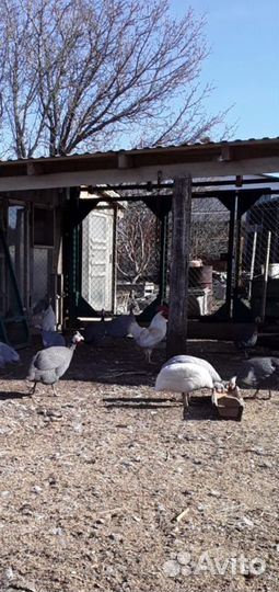 Цесарки.Яйца.Молодняк